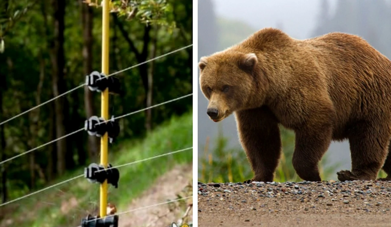 Garduri electrice împotriva sălbăticiunilor Foto Market România jpg