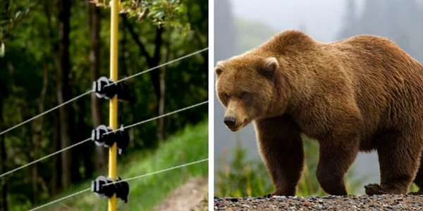 Garduri electrice împotriva sălbăticiunilor Foto Market România jpg