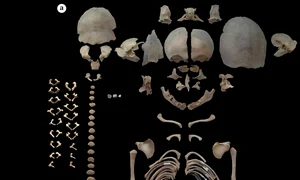 Foto: © Alirezazadeh and Bahranipoor 2026 / phys.org