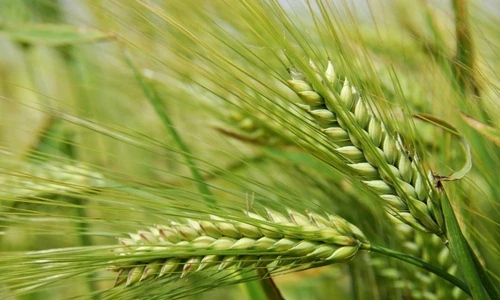 1 49214 original jpg jpeg