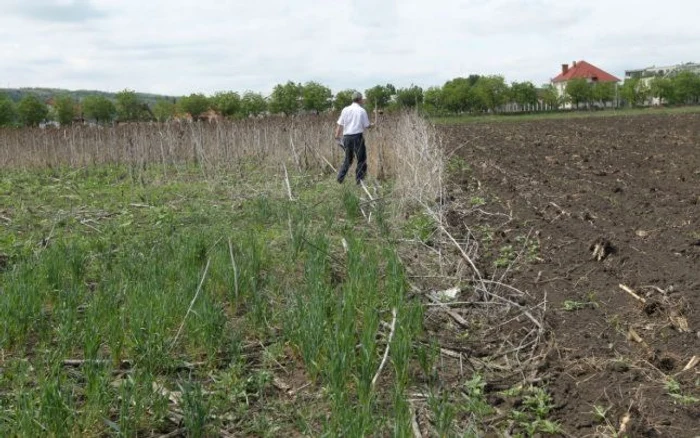 teren agricol Craiova