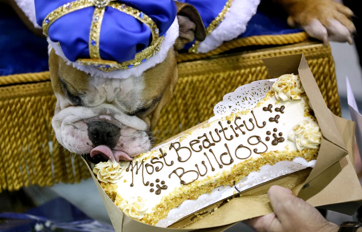 
    Vincent a fost încoronat cel mai frumos bulldogFoto: AP  