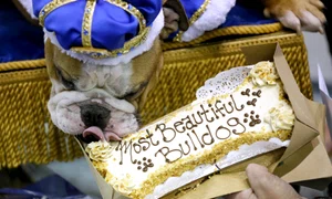 bulldog jpeg