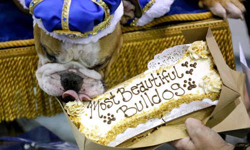 bulldog jpeg