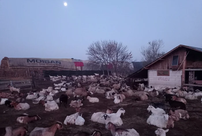 A încercat să modernizeze ferma FOTO: arhiva M.P.