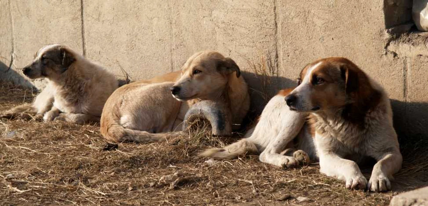 Animalele vor fi cazate într-un centru special amenajat în judeţul Călăraşi Foto: Arhivă Adevărul