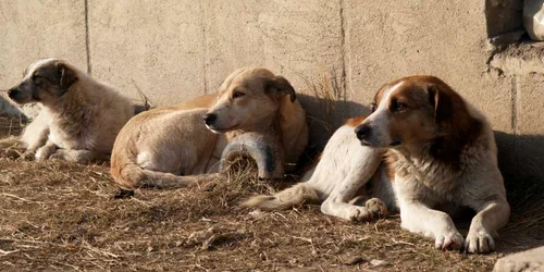 Animalele vor fi cazate într-un centru special amenajat în judeţul Călăraşi Foto: Arhivă Adevărul