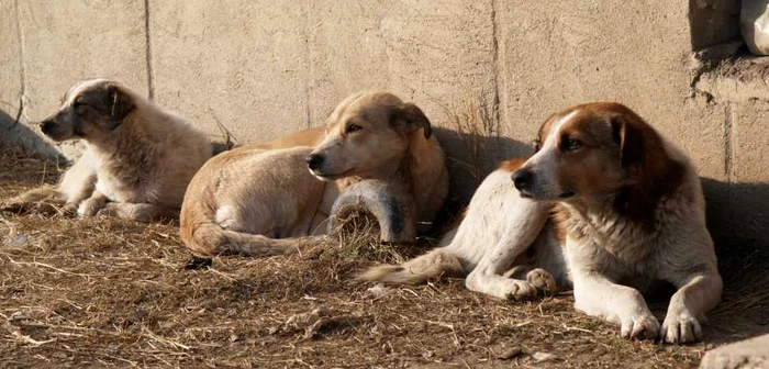 Animalele vor fi cazate într-un centru special amenajat în judeţul Călăraşi Foto: Arhivă Adevărul