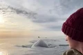 balena la mal jpg