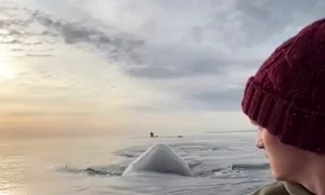 balena la mal jpg