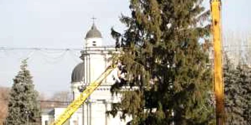 Bradul instalat în centrul Capitalei are circa 20 de metri înălţime