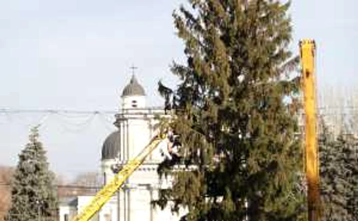 Bradul instalat în centrul Capitalei are circa 20 de metri înălţime