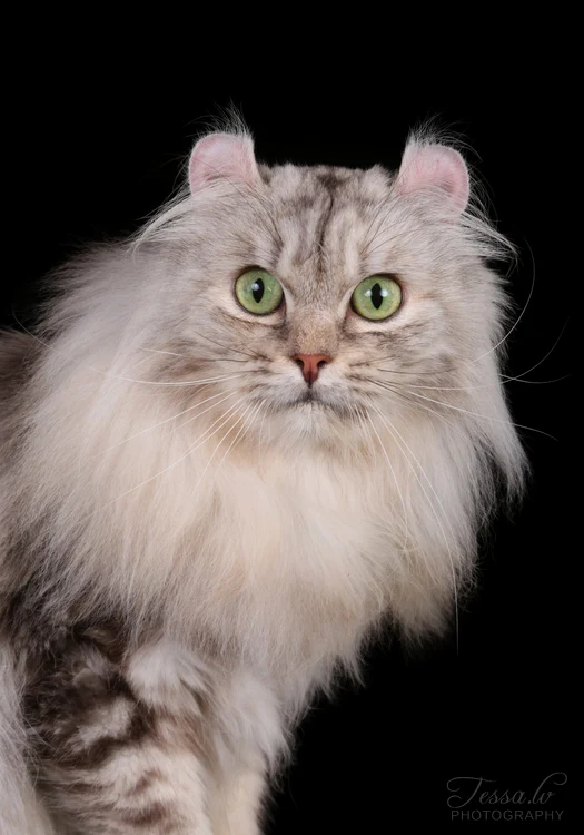 Campionatul Mondial Felin – FIFe World Winner Show 2025 (1) jpeg