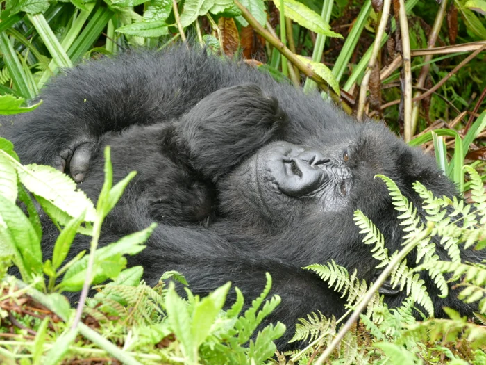 O gorilă cu puiul ei / FOTO: gorillafund.org