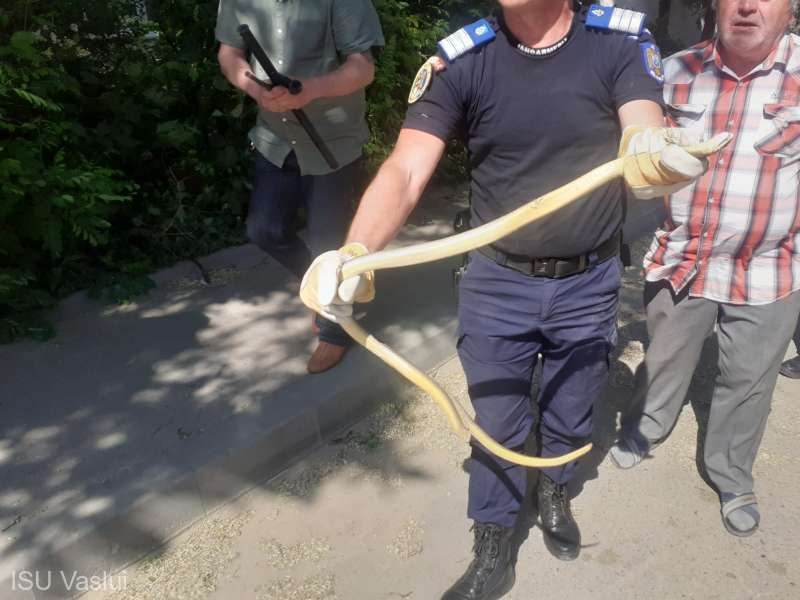 Şarpe de un metru şi jumătate pe o stradă din Bârlad. Jandarmii şi pompierii au intervenit pentru îndepărtarea lui