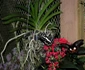 Jardins du Monde Royan foto lucian muntean 0005 JPG