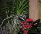 Jardins du Monde   Royan   foto lucian muntean 0005 JPG