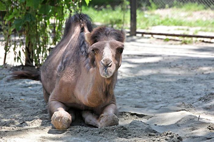Şeherezada nu s-a obişnuit cu noua ei casă