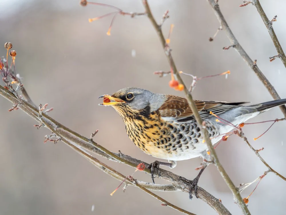 Sturz cu creastă galbenă Foto: Pixabay.com