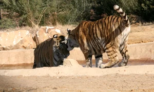 Uite cât de mult se iubesc cei doi tigri salvaţi din Zoo Oneşti jpeg