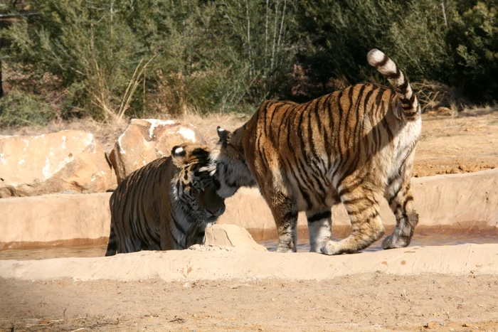 Uite cât de mult se iubesc cei doi tigri salvaţi din Zoo Oneşti