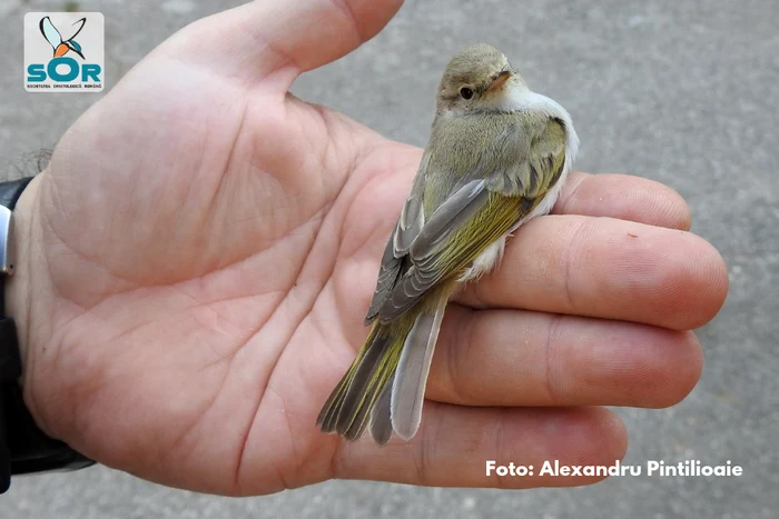 Pitulicea de munte orientală a fost inelată de ornitologiFoto: Alexandru Pintilioaie