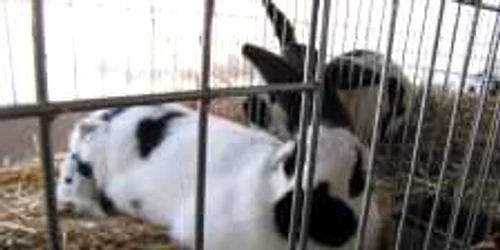 Iepure uriaş în expoziţie la Timişoara