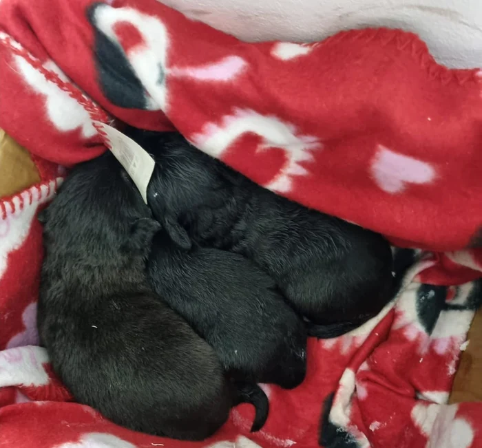 Trei cățeluși au fost abandonați Foto: Poliția Gorj