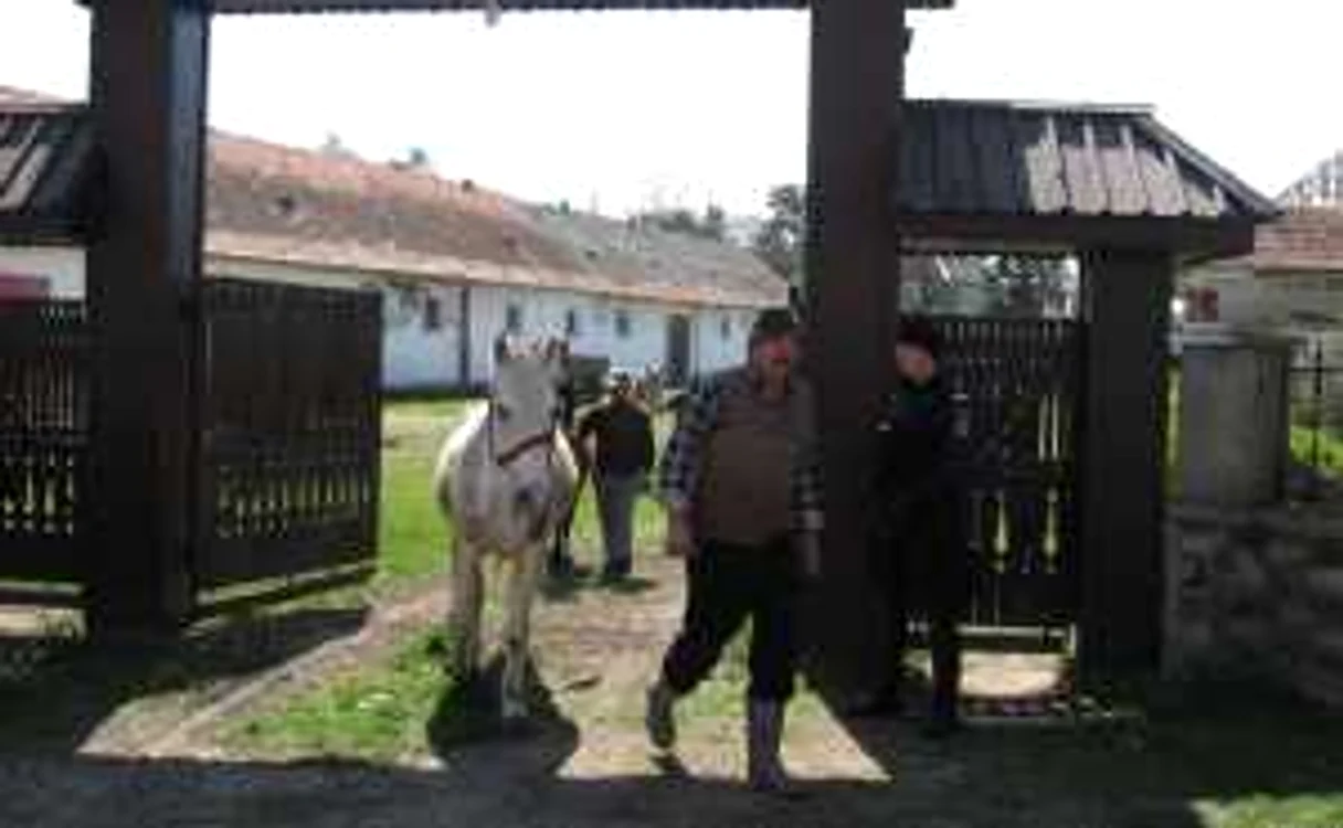 Caii au fost confiscaţi în primăvară