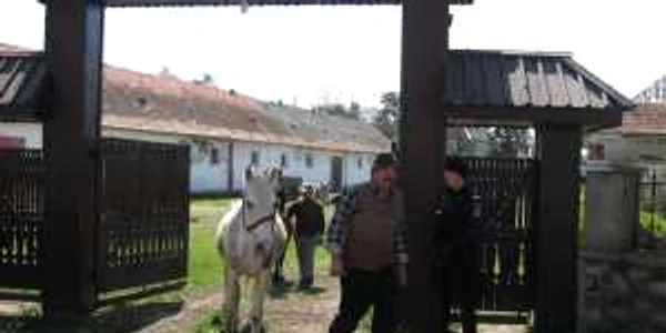 Caii au fost confiscaţi în primăvară
