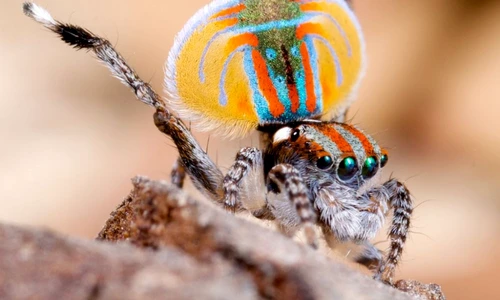 1 72734 original jpg jpeg