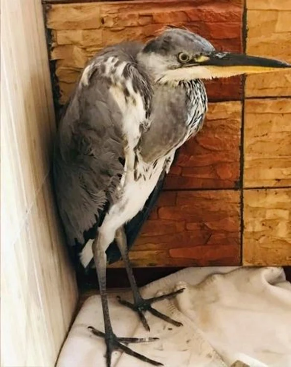 Puiul speriat a ajuns pe mâini buneFoto: IPJ Hunedoara