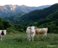 Transapuseana, foto Daniel Guță ADEVĂRUL (144) JPG