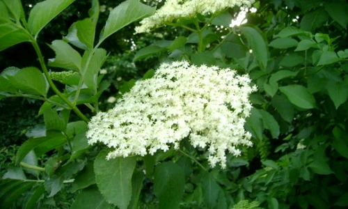 1 69013 original jpg jpeg