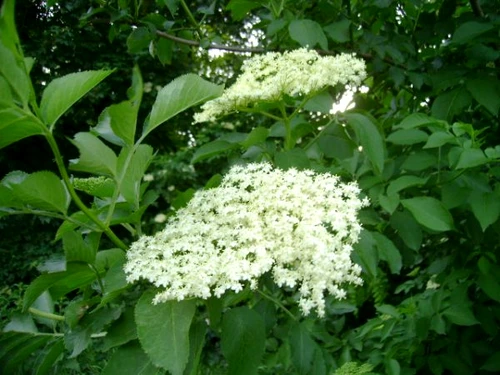 1 69013 original jpg jpeg