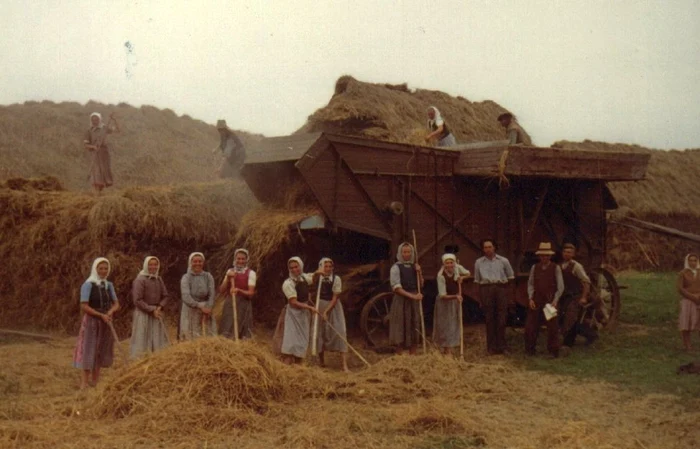 Saşi din Vingard la strânsul recoltei în anii 1960. Sursa foto: http://www.sibiweb.de