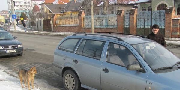 caine alba iulia