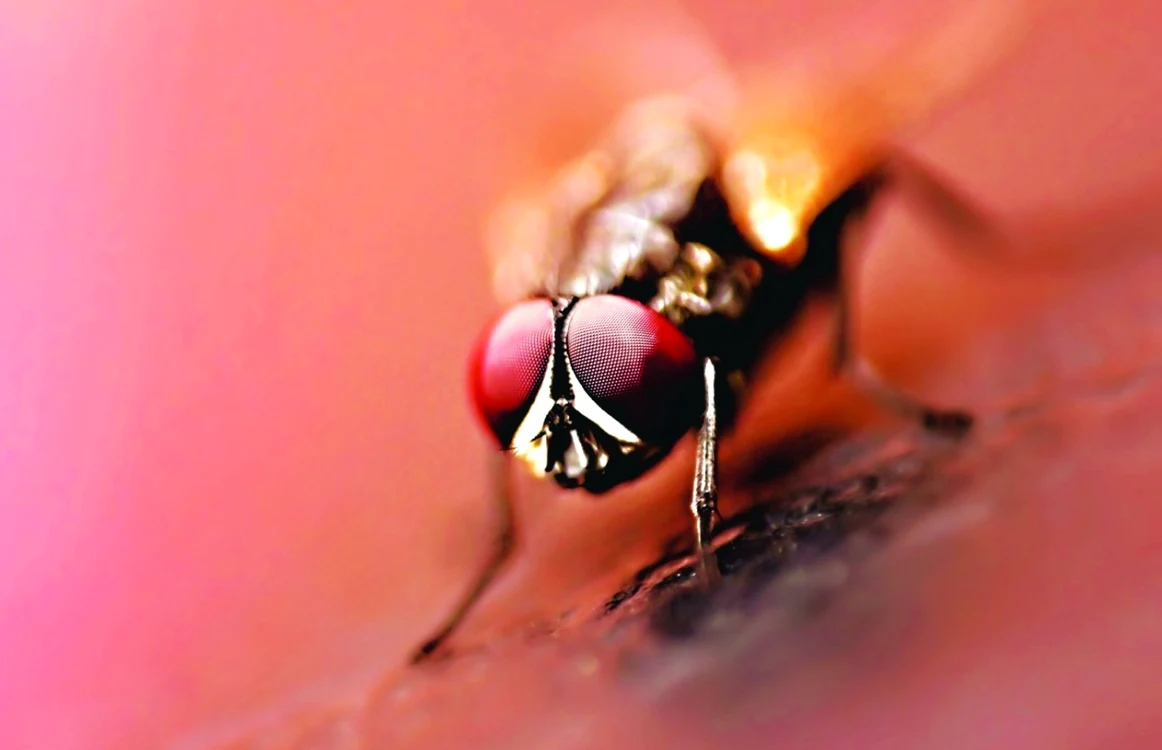 musca foto shutterstock