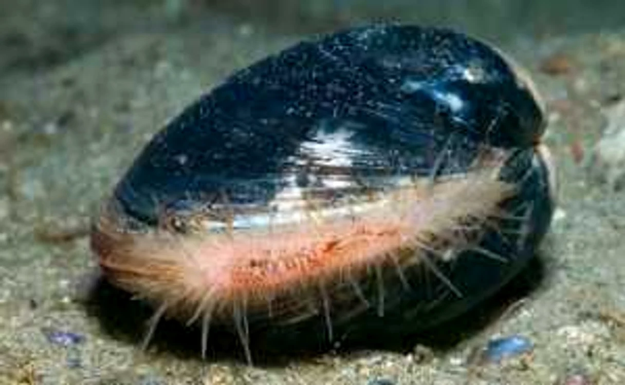 Arctica Islandica