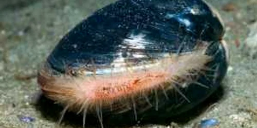 Arctica Islandica