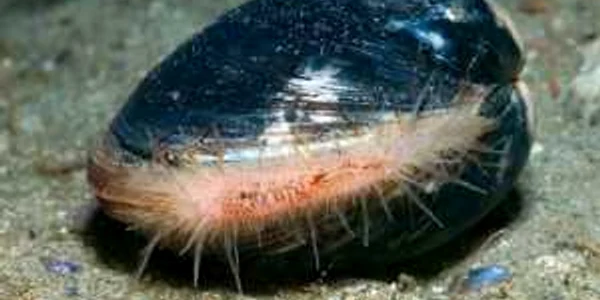 Arctica Islandica