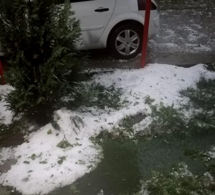 Grindina căzută a distrus pomi și culturi