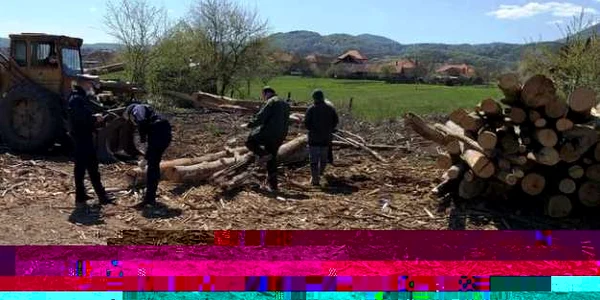 lemne ipj hunedoara