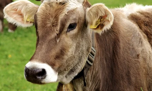 animale png