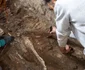 Două schelete ale unor ecvide, descoperite în brutăria complexului Casti Amanti (© Facebook / Pompeii - Parco Archeologico)