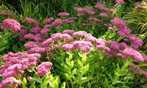 1 63603 original jpg jpeg