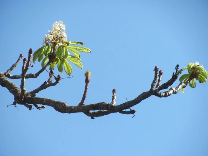 Casanii din Slobozia au înflorit a doua oară FOTO: Mădălin Sofronie