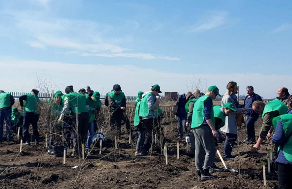 Plantări de puieţi în apropiere de A2 FOTO Romsilva