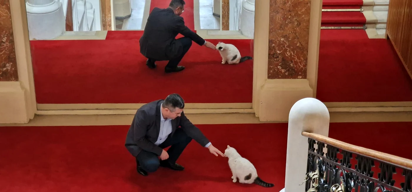 Pisica este răsfățată și iubită de toți funcționarii Prefecturii FOTO: Ciprian Manea/Facebook