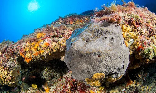 Fosilele celor mai vechi animale de pe Terra, descoperite în Canada jpeg